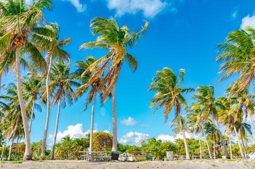 A picture of the idyllic Crandon Beach Park with a sandy shoreline and several tropical palm trees