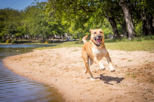 A black mouth cur - breed on the beach