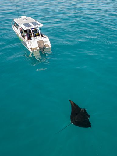 A small boat sailing near the coast on a sunny day, with a manta ray swimming in the foreground.