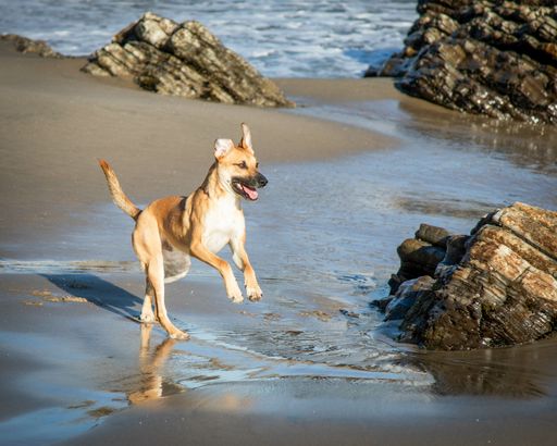 A black mouth cur - breed on the beach