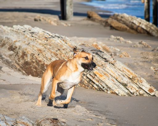 A closeup shot of a black mouth cur - breed
