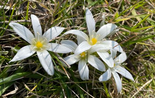 A freshly blooming flowers set against the backdrop of a lush green grass field
