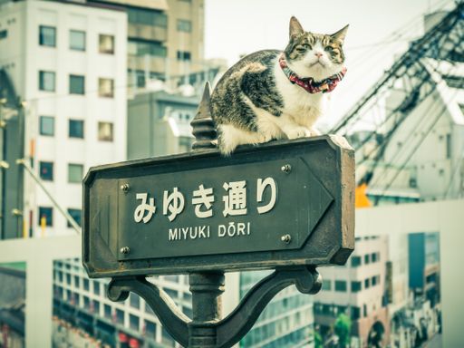 A cat on a sign in Ginza in Tokyo, Japan