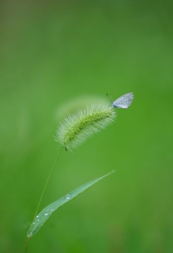 A vibrant blue butterfly perches on a single blade of grass, illuminated by a beam of golden sunlight.