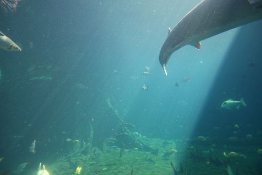 The marine animals swimming in the clear blue ocean waters