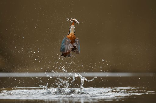 A common kingfisher emerging from the water with a freshly caught fish