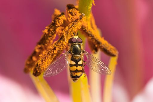 Macro shot of a hover fly collecting nectar.