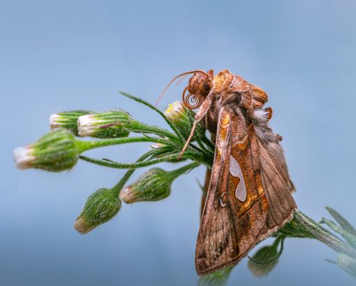 The macro of Autographa excelsa moth on flower buds