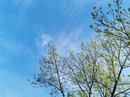 A low angle shot of trees with blue sky in the background