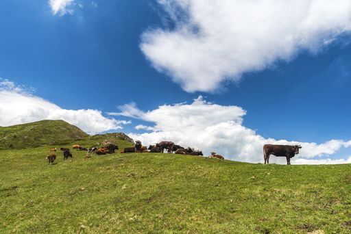 The hills covered in greenery and surrounded by grazing cows under the sunlight and a cloudy sky