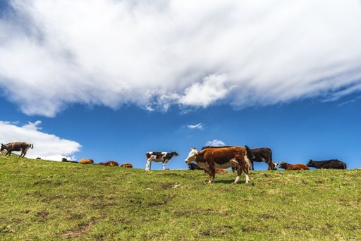 The hills covered in greenery and surrounded by grazing cows under the sunlight and a cloudy sky