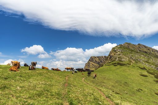 The hills covered in greenery and surrounded by grazing cows under the sunlight and a cloudy sky