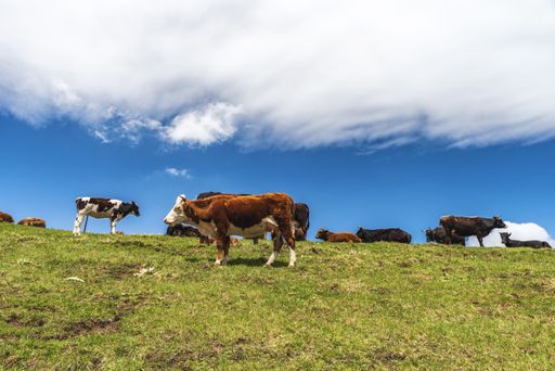 The hills covered in greenery and surrounded by grazing cows under the sunlight and a cloudy sky