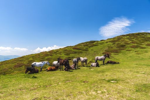 The hills covered in greenery surrounded by resting horses under the sunlight and a blue sky