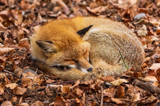 A closeup of a baby fox curled up on autumn foliage in a forest