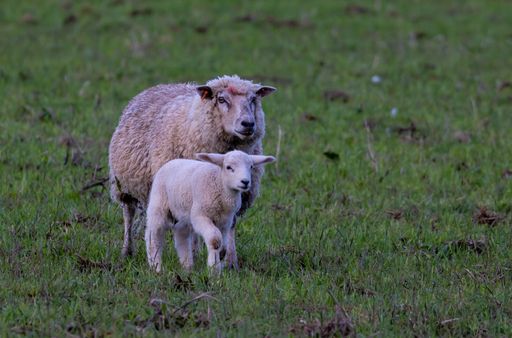 A sheep walking with its lamb in a field of grass