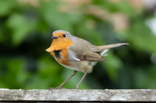 A selective focus shot of a European robin bird perched on wood