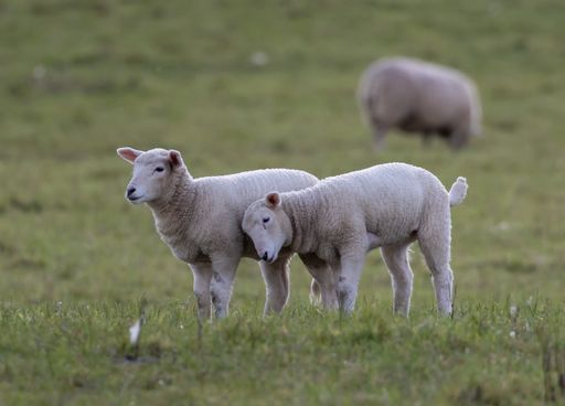A pair of lambs rubbing against each other on a field of grass with blurred background