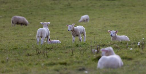The sheep grazing in a field