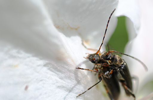 A macro shot of two beetles on the surface of a white flower