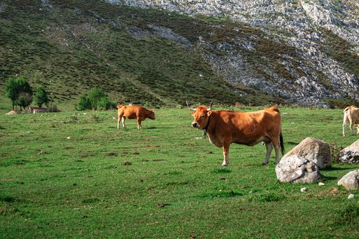 A peaceful landscape of Asturias, Spain, with a herd of cows grazing among rolling hills and mountains