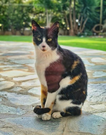 A picture of a cat looking into the camera and posing for the picture!