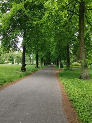 A vertical shot of a road leads to the green park