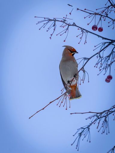 A bohemian waxwing comes in large flocks and clears the trees of all berries in Sweden