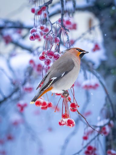A bohemian waxwing comes in large flocks and clears the trees of all berries in Sweden