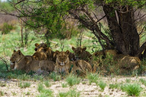 A majestic group of lions lounging in the shade of a tree in a lush grassy field