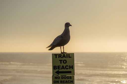 A seagull perched atop a wooden post sign pointing to a beach