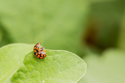 A selective focus shot of an orange ladybug on a green leaf