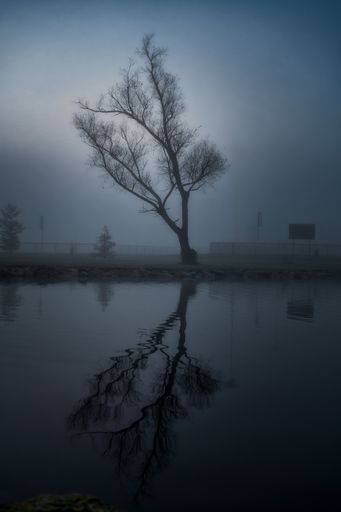 A single tree situated on the banks of a tranquil river, shrouded in misty fog.