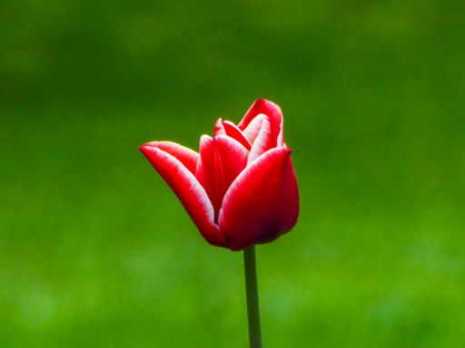 A close-up shot of a single, bright red flower standing out against a lush, green field of grass in the background