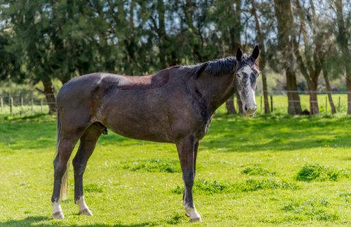 A fine looking stallion horse in a green grassy field with trees in the background