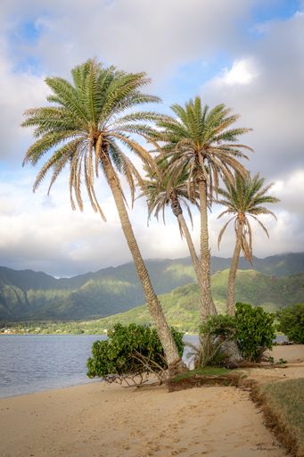 The green palm trees on the sandy beach. Oahu, Hawaii, Kualoa Regional Park