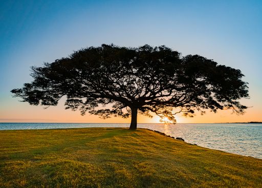 A stunning scene of a tree on the green shore against the backdrop of the ocean at sunset. Hawaii