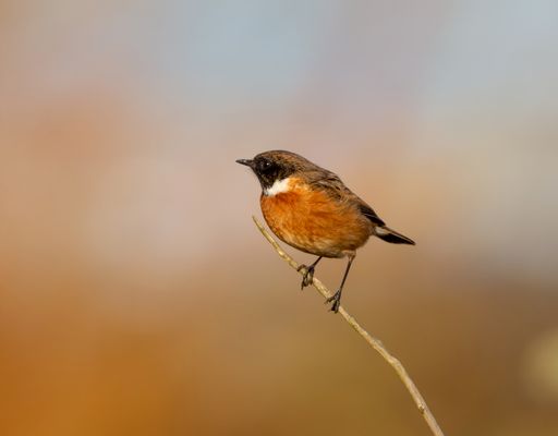 A closeup of a European Robin perched on a branch