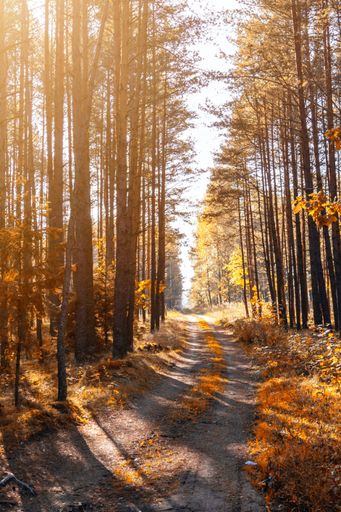 A scenic rural road winds its way through a vibrant autumn forest, basking in the golden sunshine
