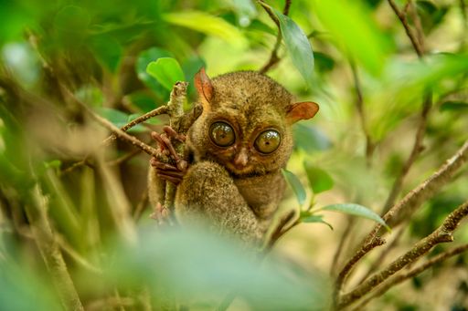 A selective focus shot of the endangered tarsier on the Belitung Island, Indonesia