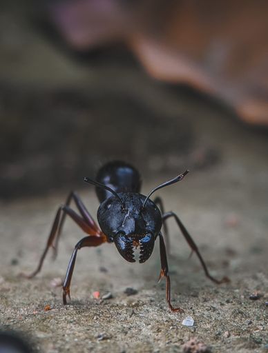 A vertical shot of a black garden ant on a rock surface