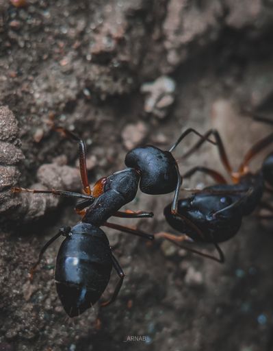 A vertical macro shot of black garden ants on a stone surface