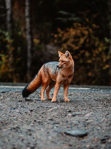 A beautiful red fox standing on a dirt road