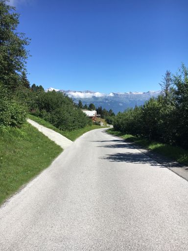 A vertical shot of a narrow road surrounded by beautiful green trees under a clear blue sky