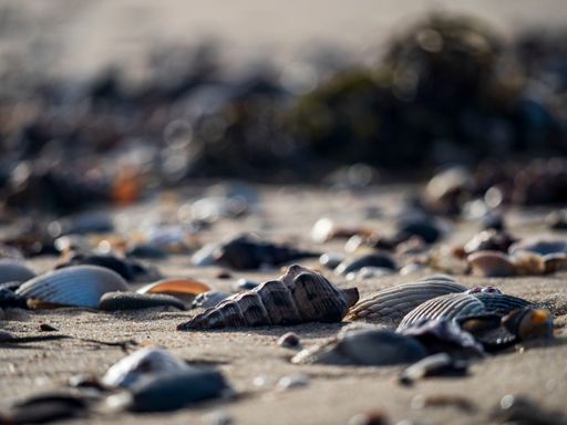 A selective focus shot of seashells on the sandy beach