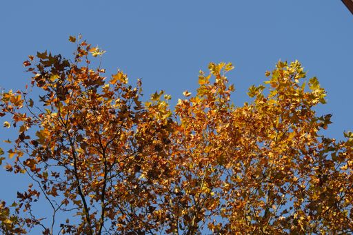 A low angle shot of a tree with dry leaves under a clear blue sky