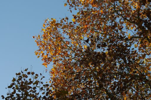 A low angle shot of a tree with dry leaves under a clear blue sky