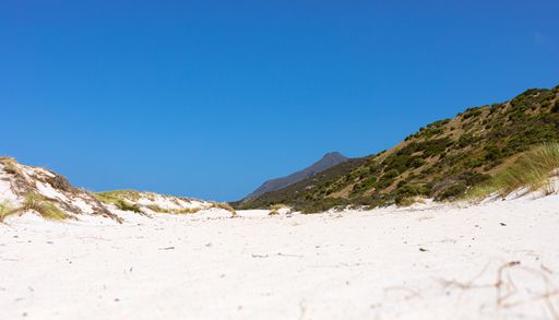 The coastal sand dune landscape with Fynbos and wild grass of Fish Hoek, Cape Town, South Africa