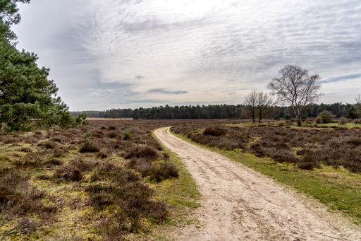 A winding dirt road stretches through a picturesque landscape of lush green grass and tall trees