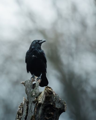A Crow perched atop a decaying tree trunk, illuminated against a bright blue sky